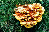 Parco del Mercantour, escursione alla scoperta della valle delle Meraviglie. Laetiporus sulphureus.